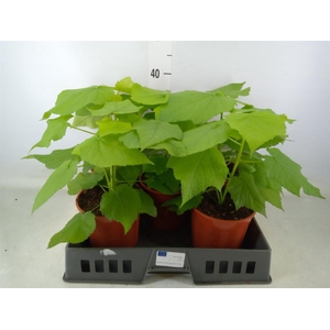 Sparrmannia africana