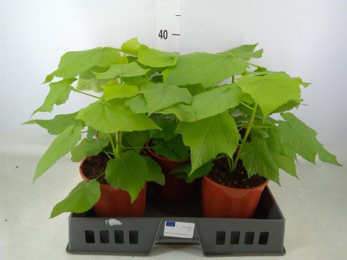 <h4>Sparrmannia africana</h4>