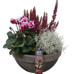 Arr.   Tuinplanten L%