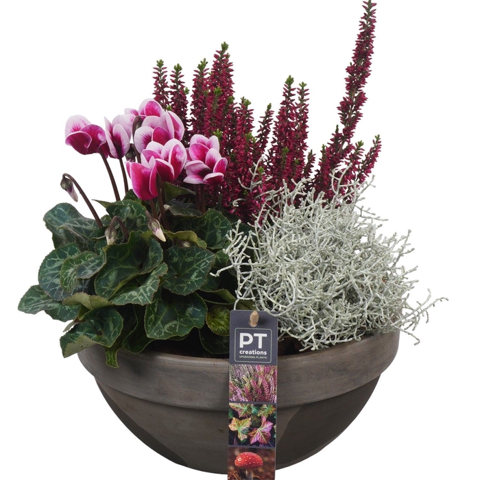 <h4>Arr.   Tuinplanten L%</h4>
