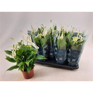 Spathiphyllum 'Bellini'