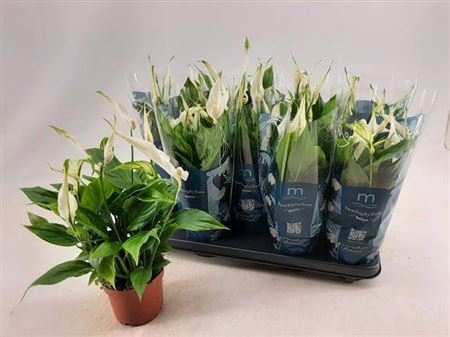 <h4>Spathiphyllum 'Bellini'</h4>