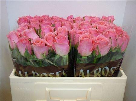 <h4>R Gr Ace Pink+</h4>