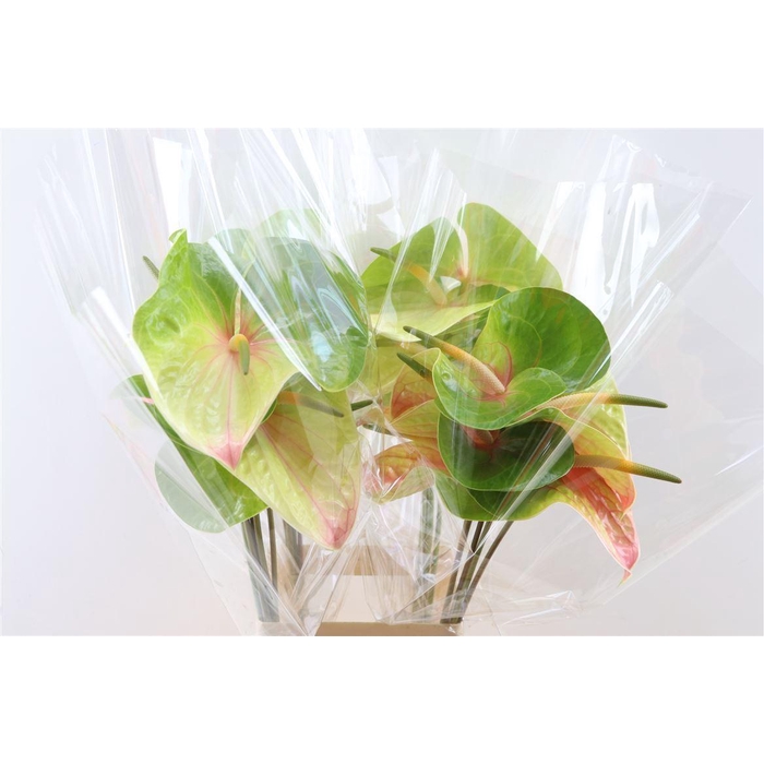 <h4>Anth A Lucardi</h4>