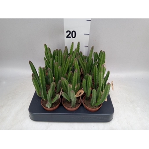 Stapelia leendertziae