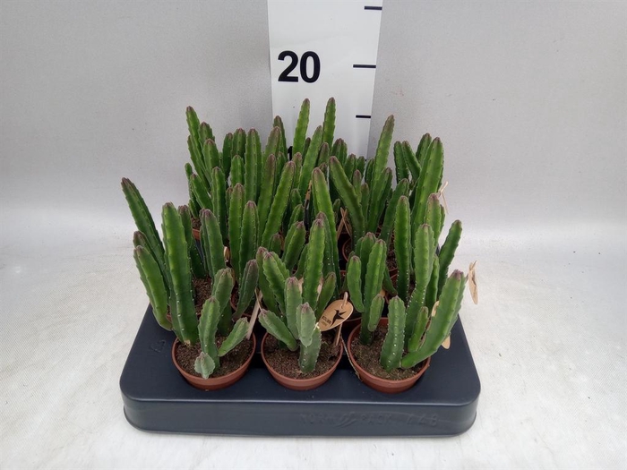 <h4>Stapelia leendertziae</h4>
