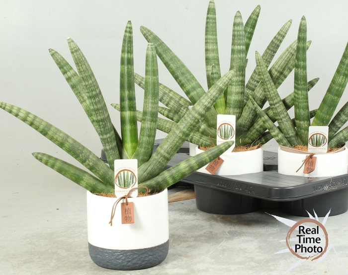 <h4>SANSEV CY HANDSHAKE</h4>