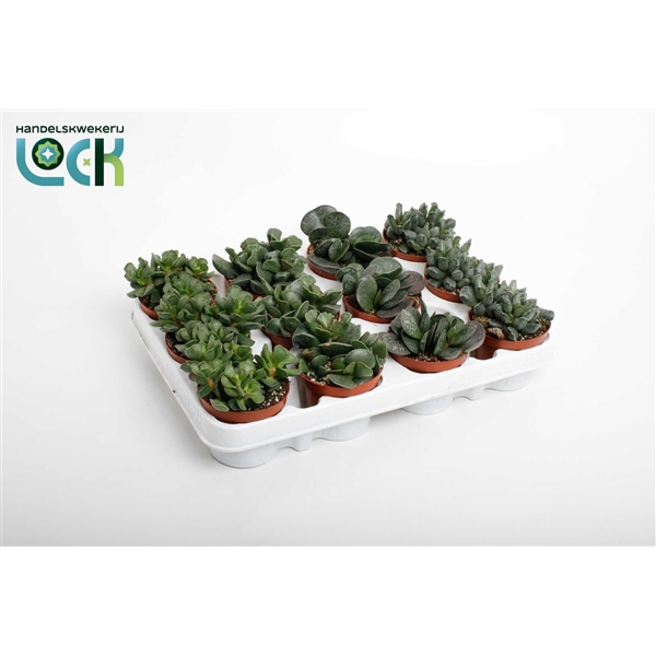 <h4>Adromischus mix</h4>