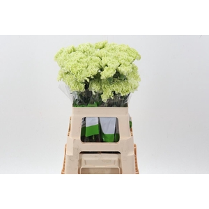 Di St Jungle Green 60cm