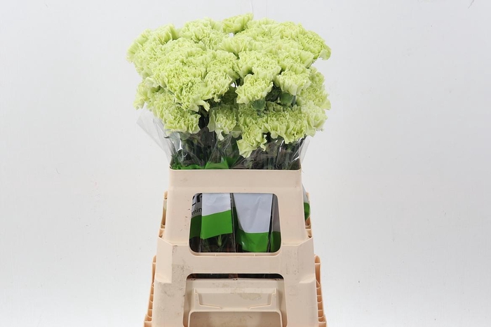 <h4>Di St Jungle Green 60 cm</h4>