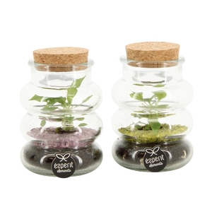 11688: Consideration terrarium