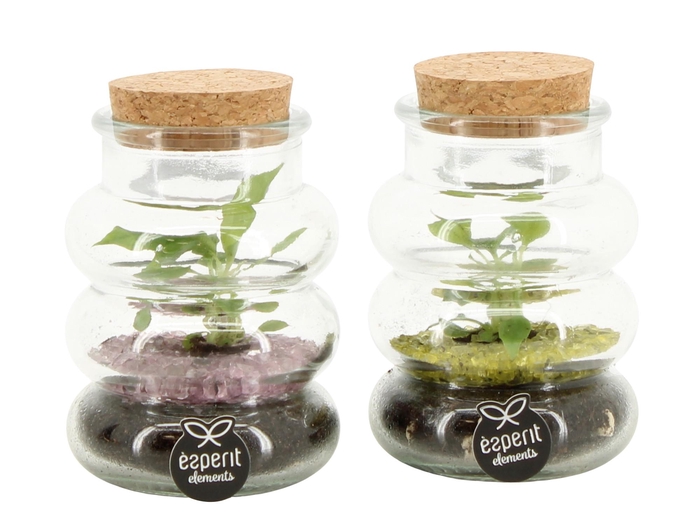 <h4>11688: Consideration terrarium</h4>
