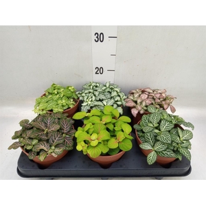 Fittonia   ...mix