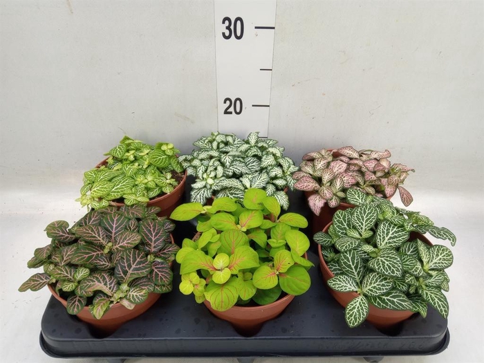 <h4>Fittonia   ...mix</h4>