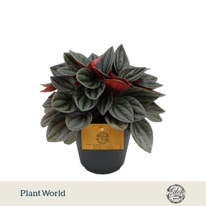 Peperomia Overig Santorini
