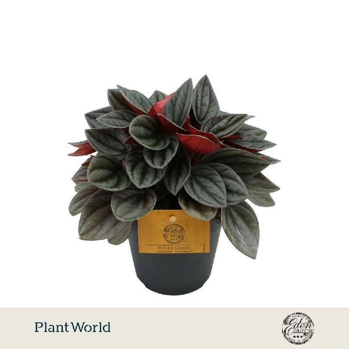 <h4>Peperomia Overig Santorini</h4>