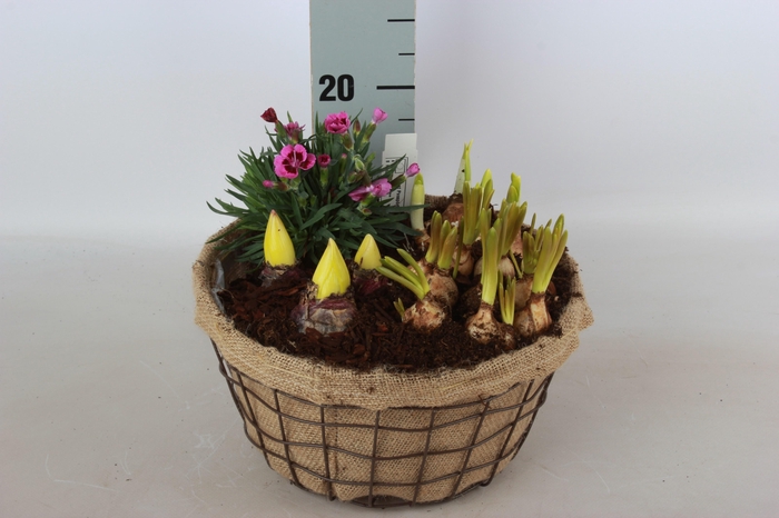 <h4>ARR BOL KNOLGEWAS</h4>