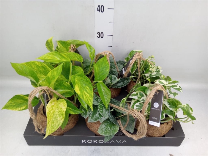 <h4>Scindapsus   ...</h4>