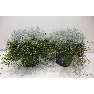 arr8 Leucoph Brownii + Muehlenbeckia