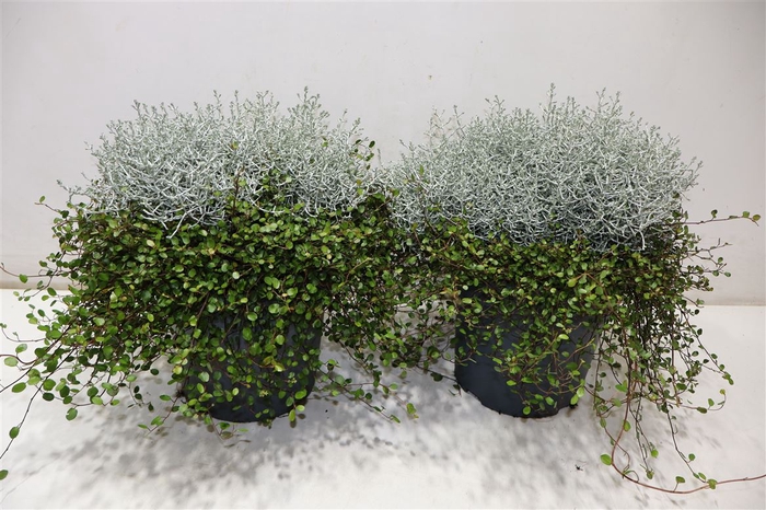 <h4>arr8 Leucoph Brownii + Muehlenbeckia</h4>