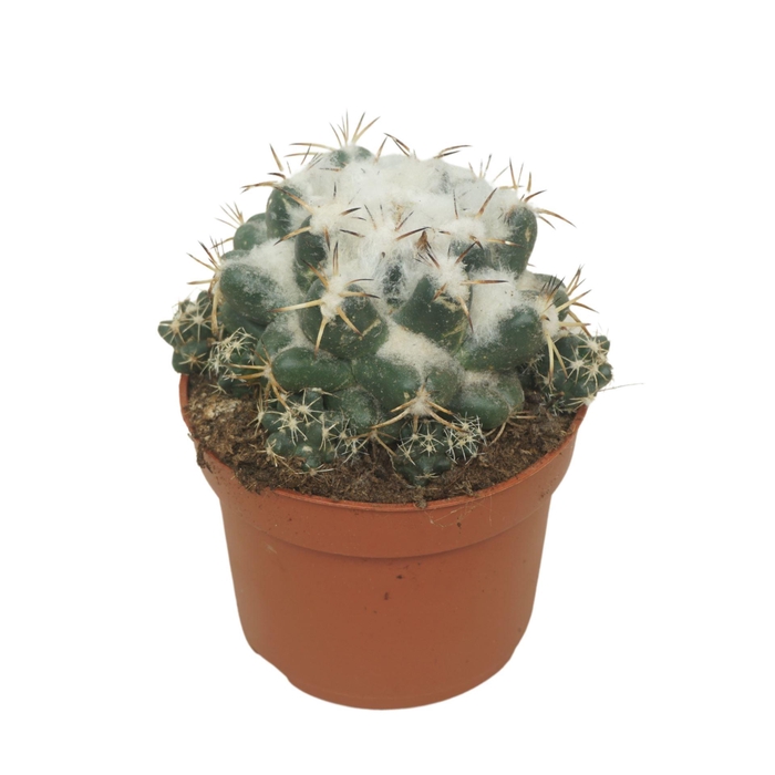 <h4>Cactus</h4>