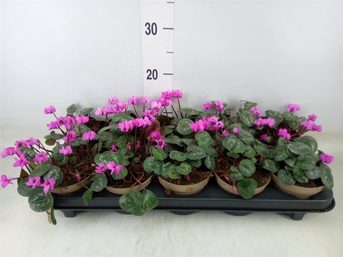 <h4>Cyclamen coum</h4>
