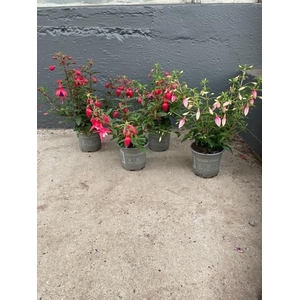FUCHSIA-HYBRID P11