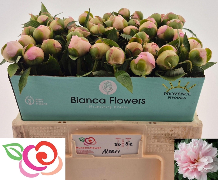 <h4>PAEO L ALERTIE</h4>