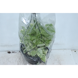 PEPEROMIA SCANDENS C21