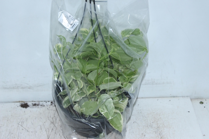 <h4>PEPEROMIA SCANDENS C21</h4>