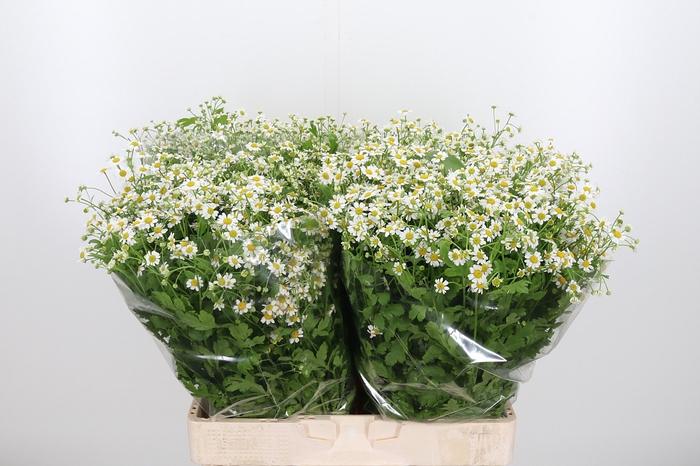 <h4>Tanacetum Pa Single Vegmo</h4>