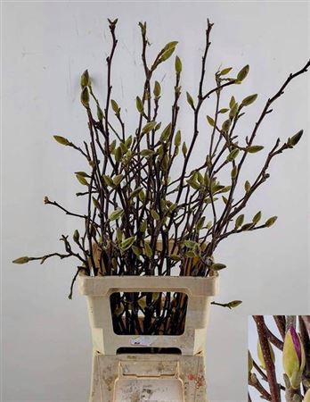 <h4>T Magnolia Grandiflora 65cm</h4>