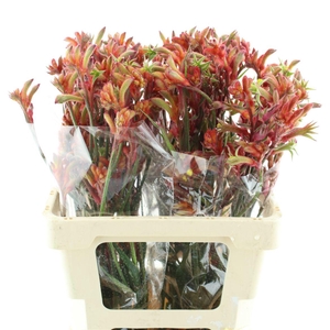 Anigoz Ramp Roy Slav