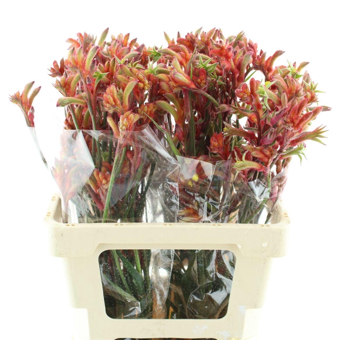 <h4>Anigoz Ramp Roy Slav</h4>