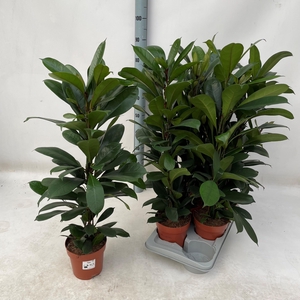 FICUS CYATHISTIPULA
