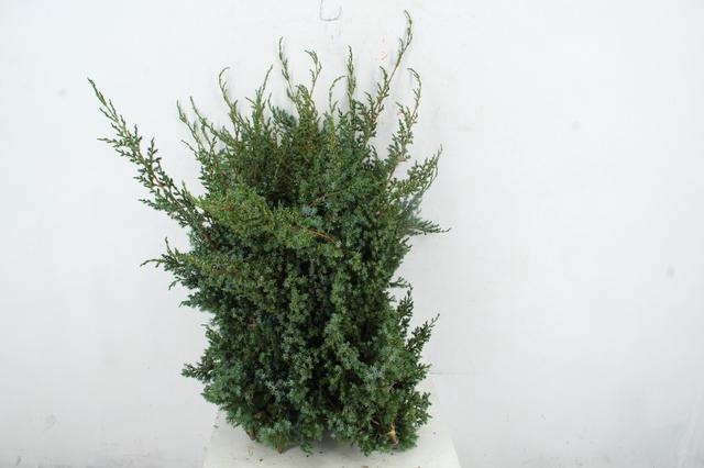 <h4>CONIFEER MEYERI 5KG</h4>