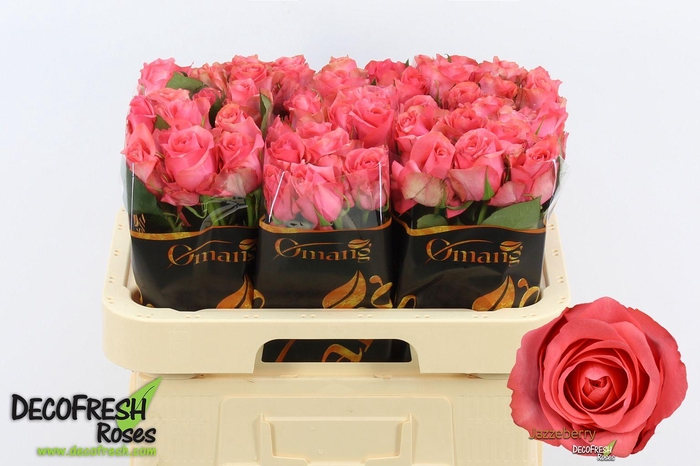 <h4>R Gr Jazzeberry</h4>