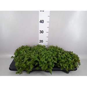 Callisia repens