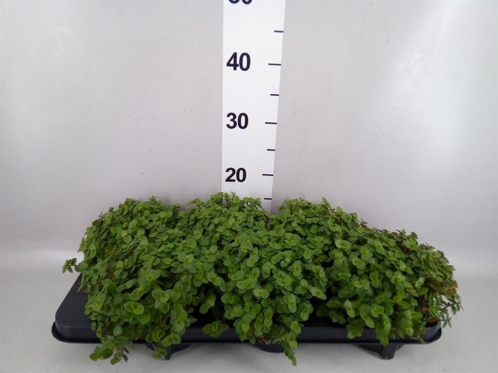 <h4>Callisia repens</h4>