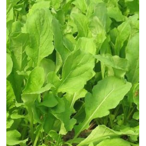 Groenteplanten Sla (Lactuca sativa)