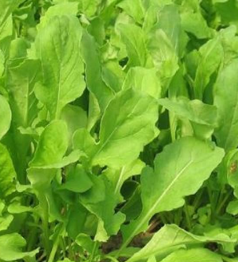 <h4>Groenteplanten Sla (Lactuca sativa)</h4>