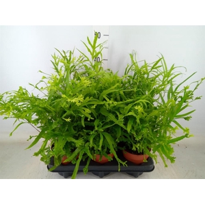 Pteris cretica 'Roeweri'