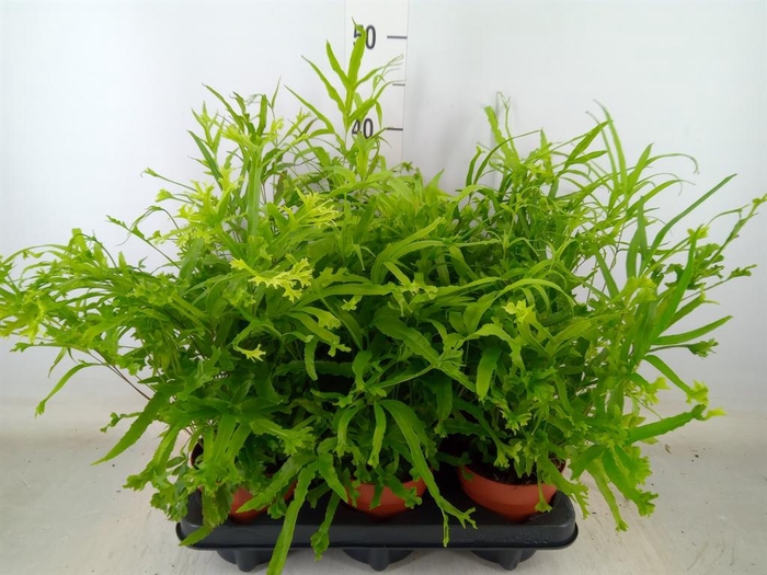 <h4>Pteris cretica 'Roeweri'</h4>