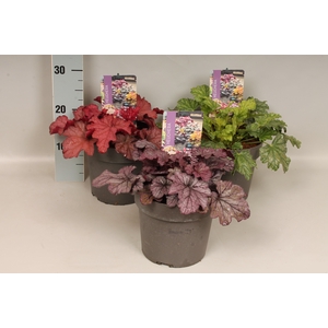 vaste planten 19 cm  Heuchera Divers