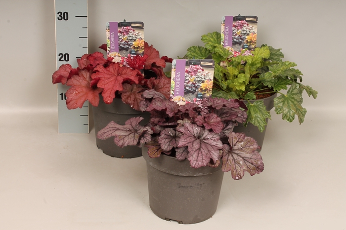 <h4>vaste planten 19 cm  Heuchera Divers</h4>