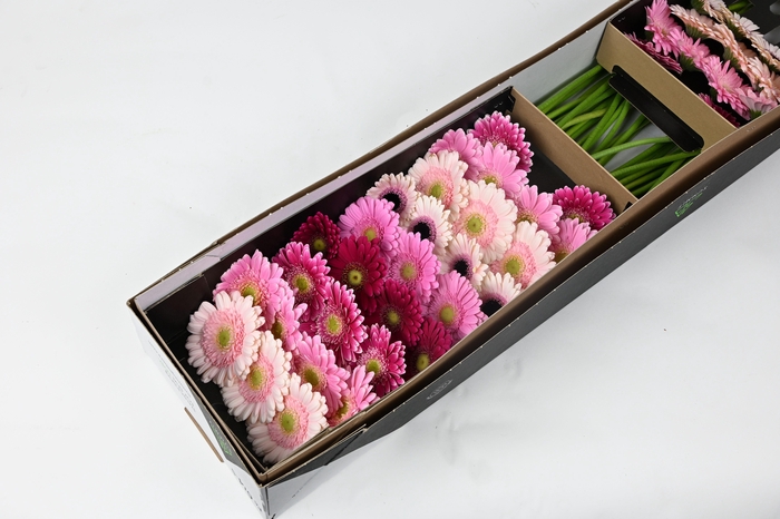 <h4>Germini Mix Romance Doos</h4>