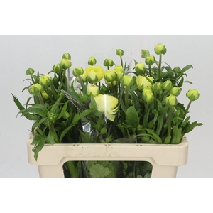 Ranunculus Moderna Limoncello
