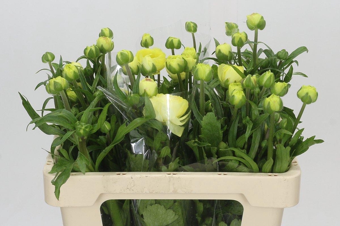 <h4>Ranunculus Moderna Limoncello</h4>