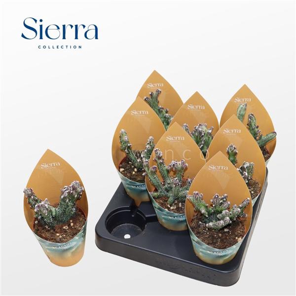 <h4>Monvilea Spegazinni Cristata (Sierra)</h4>