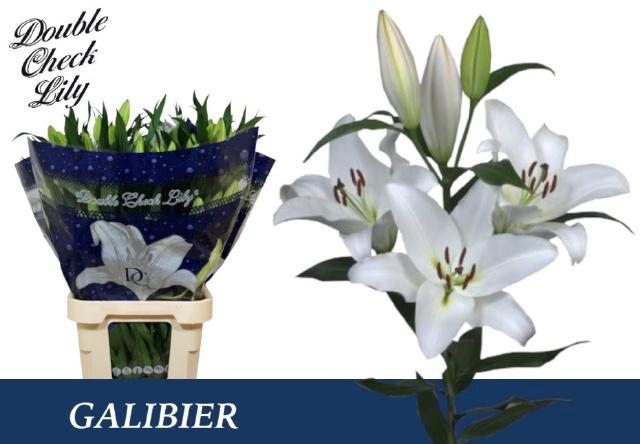 <h4>LI OT GALIBIER</h4>